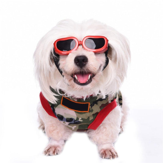 Lunettes de soleil cool pour la protection des yeux des animaux de compagnie et vos photos originales souvenir.
