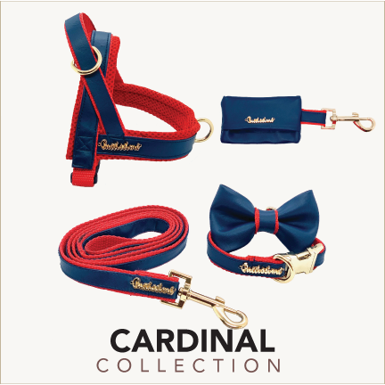Cardinal collar
